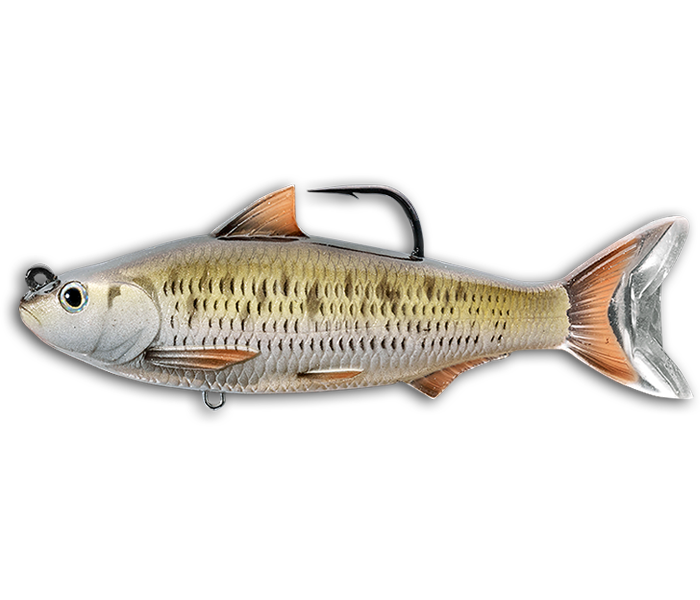 LIVE TARGET COMMON SHINER SWIMBAIT
